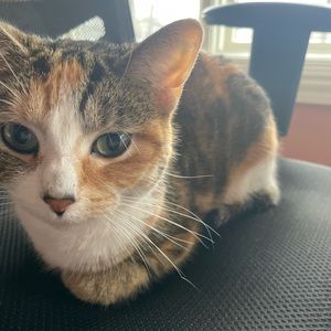 Meet your Posher, Rana